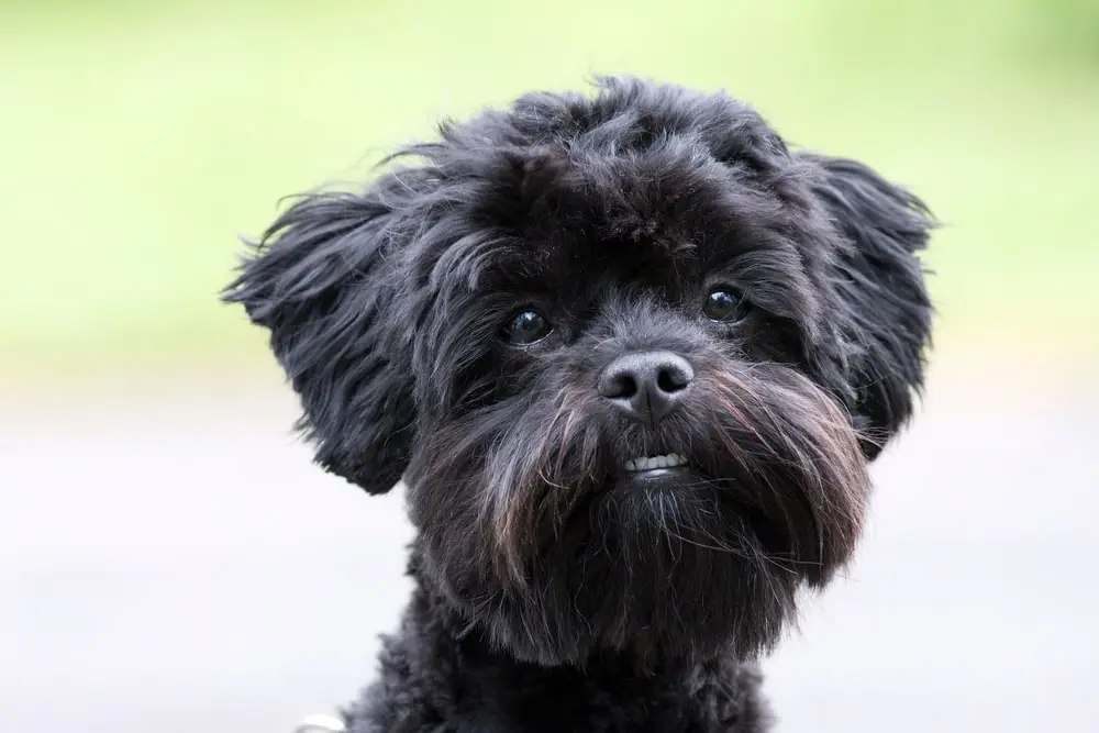 Shih Poo looking at the camera