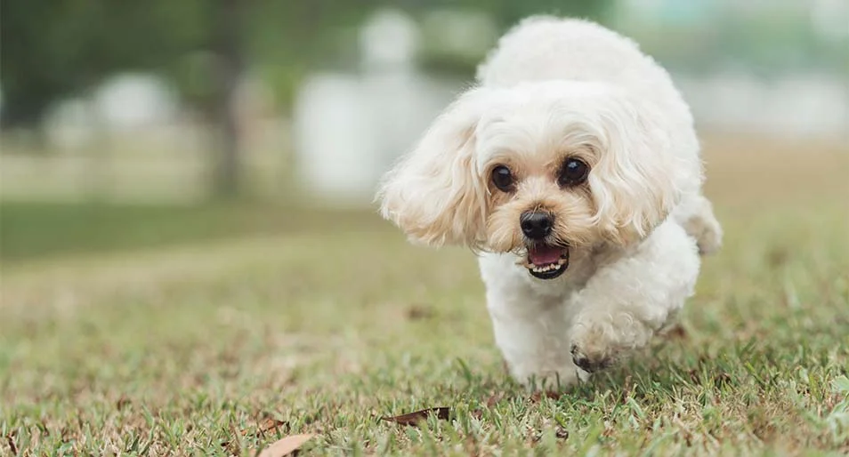 A white shih poo playing at the park.