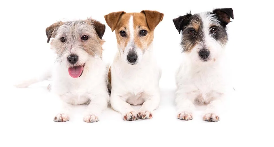 A trio of terriers sit against a white backdrop.