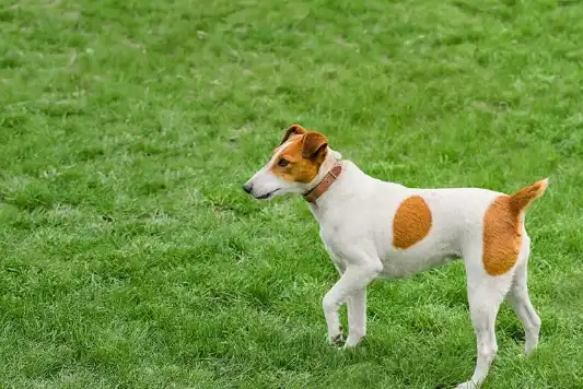 Smooth fox terrier standing in the grass