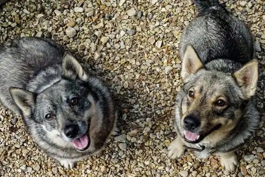 A pair of Swedish valhunds looking up at the camera. 