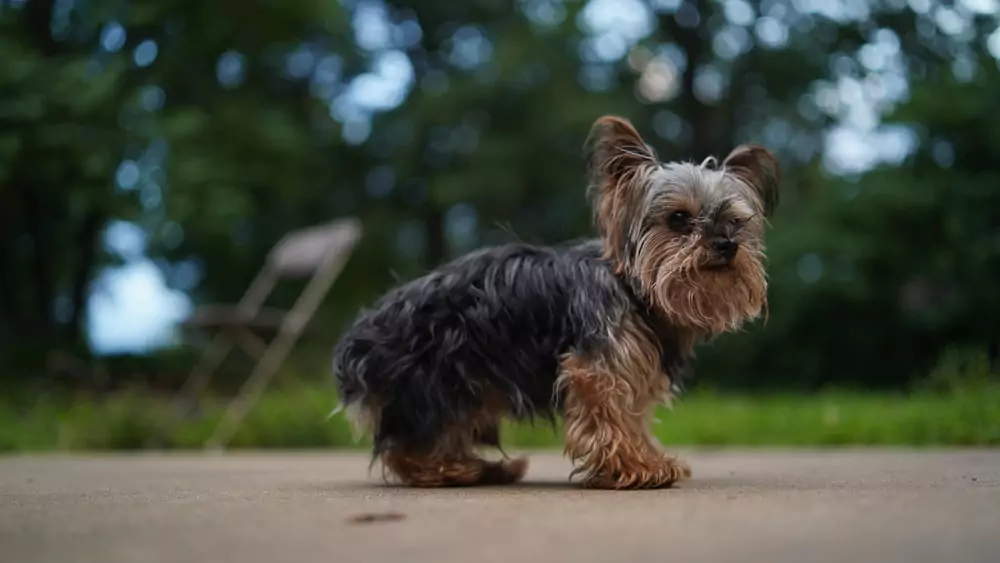 Breed Spotlight: Teacup Yorkie