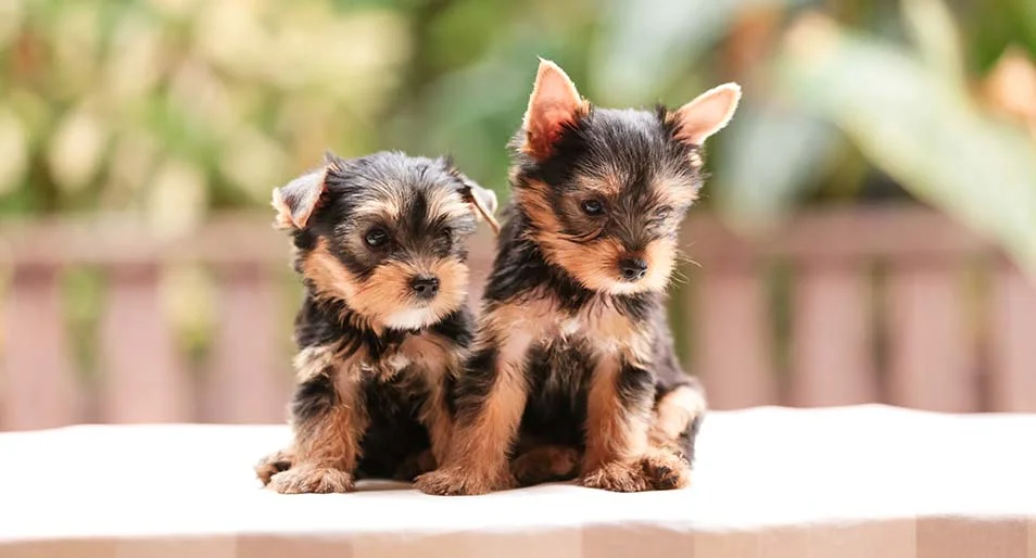 is yorkie a toy breed?