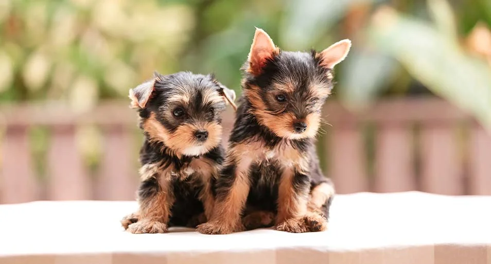 Cool Dogs Yorkshire Terrier Puppies wallpaper  Download TOP Free  wallpapers