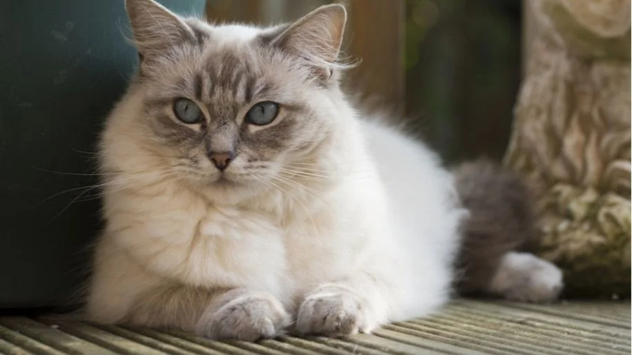 Breed Spotlight: The Ragdoll Cat