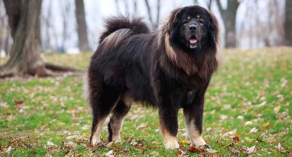 A Tibetan mastiff