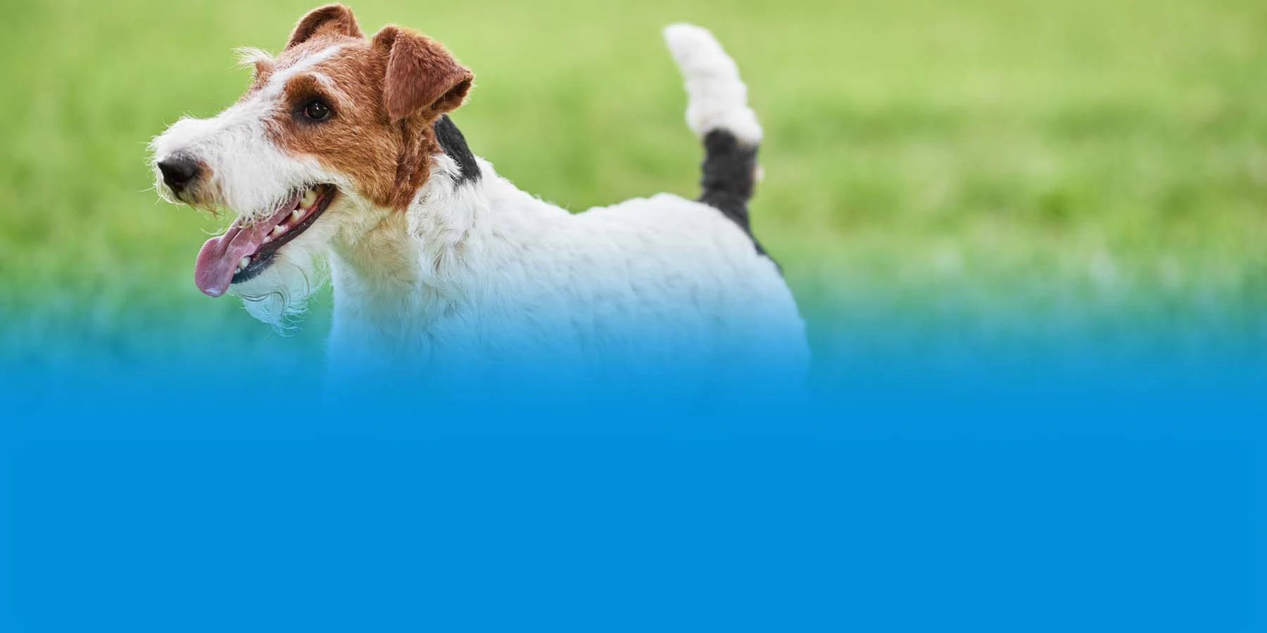 wire fox terrier in a field