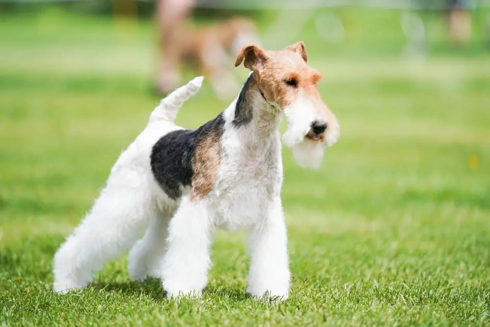 Breed Spotlight: Wire Fox Terrier