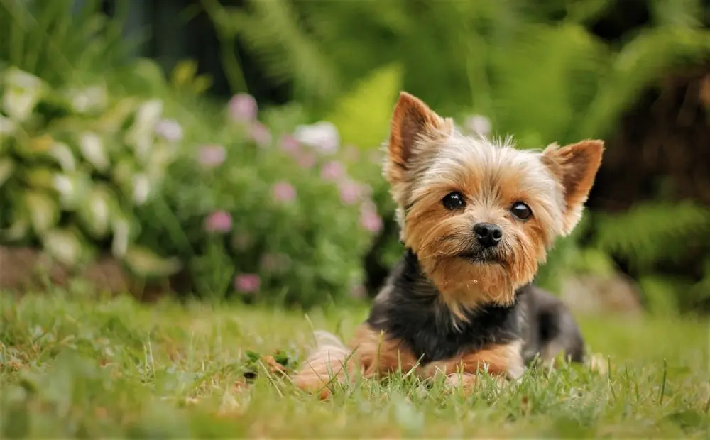 yorkshire terrier