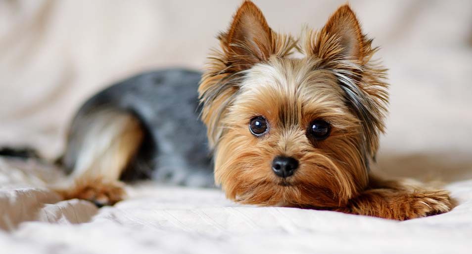 Yorkshire Terrier Dog