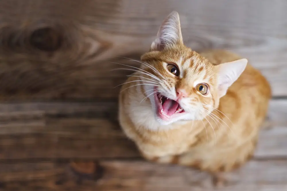Help! My Cat Won't Stop Meowing! - MetLife Pet Insurance 