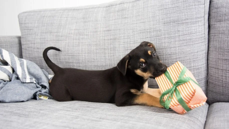 A black and tan puppy sits on a grey couch looking at the camera as they gently nibble on a small wrapped present.