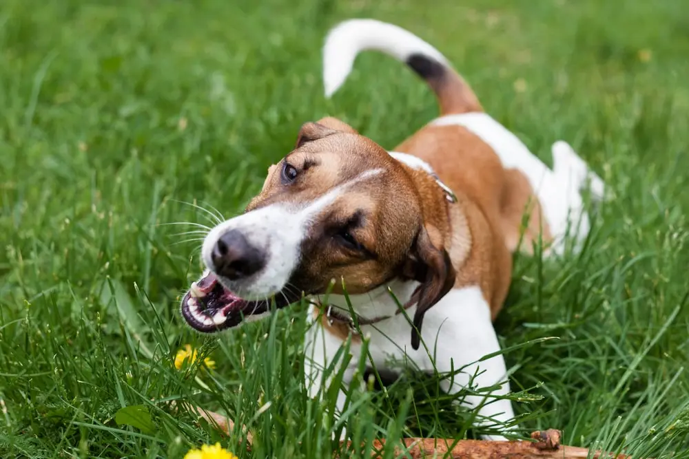 Why Is My Dog Eating Grass?- MetLife Pet