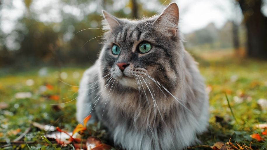 Everything You Need to Know About Feline AIDS (FIV)