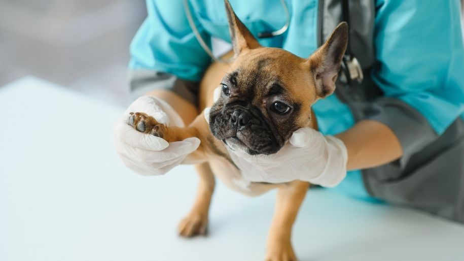 A veterinarian holds and examines a French bulldog's paw.