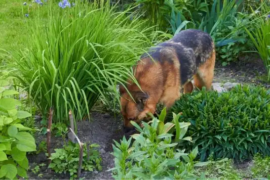 How to Keep your Dog out of your Garden