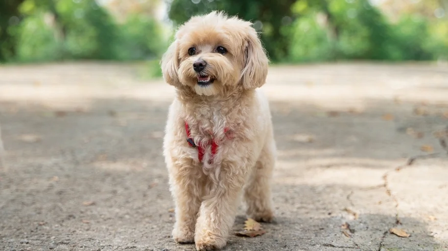 maltipoo standing on cement