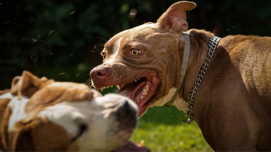 Two pitbulls fight outdoors with their mouths open and teeth showing. 
