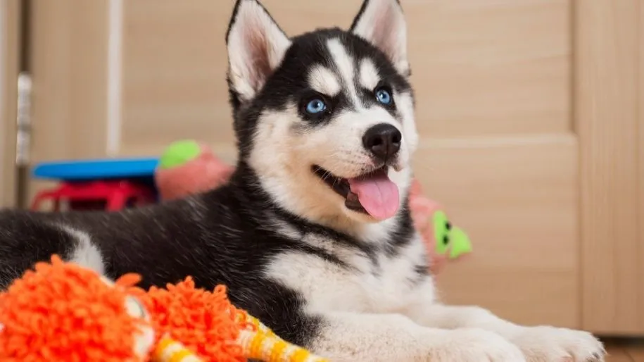 A happy husky puppy sits with its tongue out