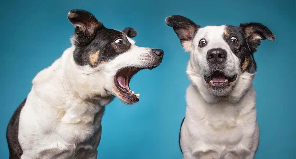 Two Border Collies stand side by side, one barking at the other, who looks alarmed. 
