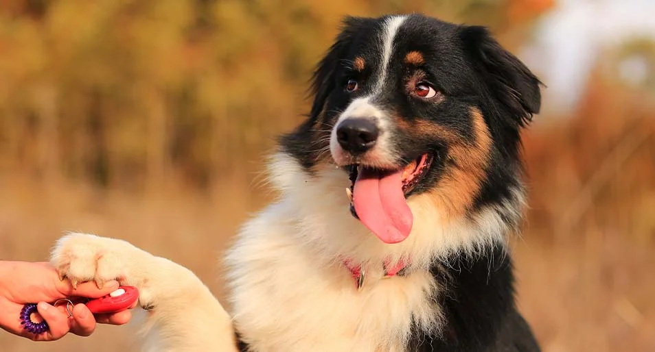 An Australian Shepherd with his tongue out places a paw on a human hand holding a training clicker.