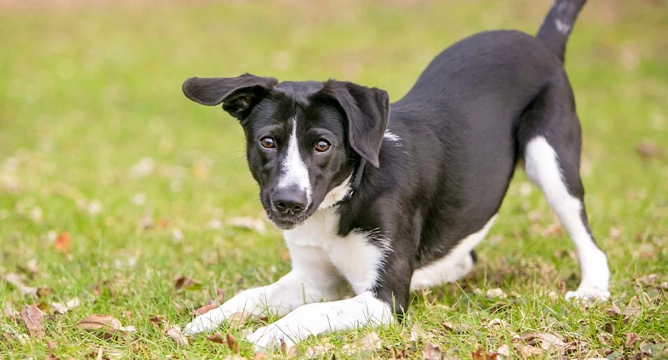 A playful black and white mixed breed dog, in a play bow position