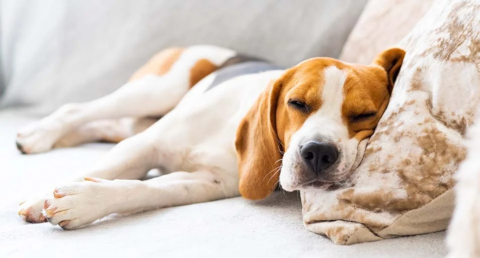 A beagle resting on a gray couch.