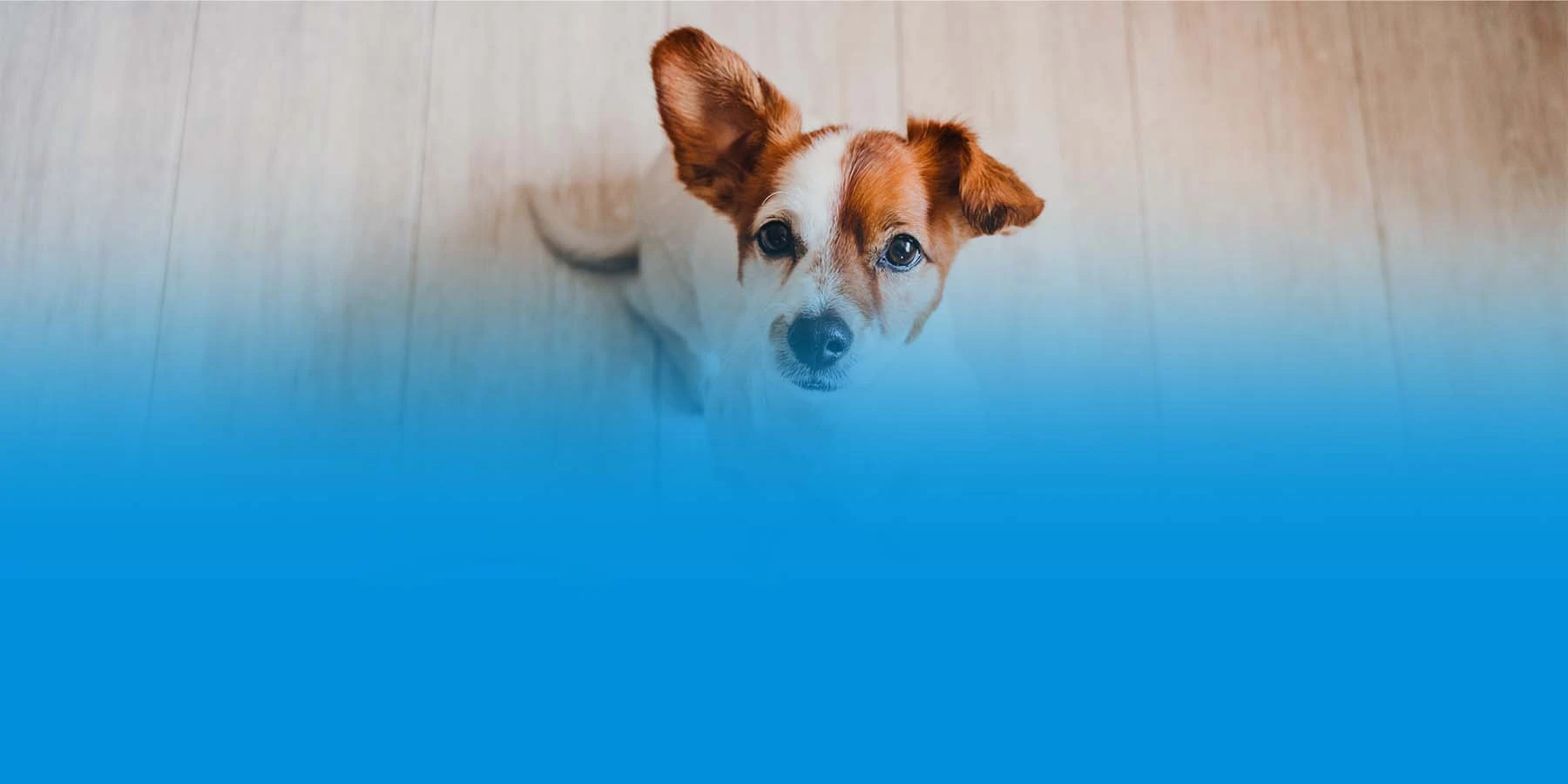 Small Jack Russell terrier waiting to eat their food.