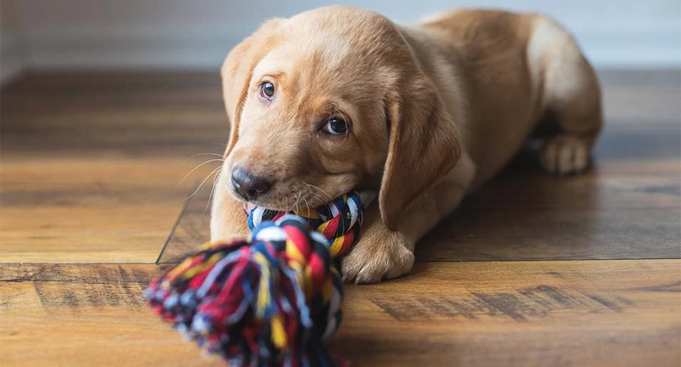 A teething Labrador puppy chewing on a rope