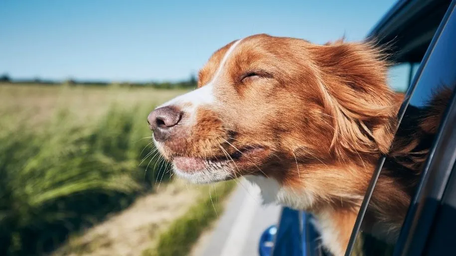 why do dogs not like blowing in their ears