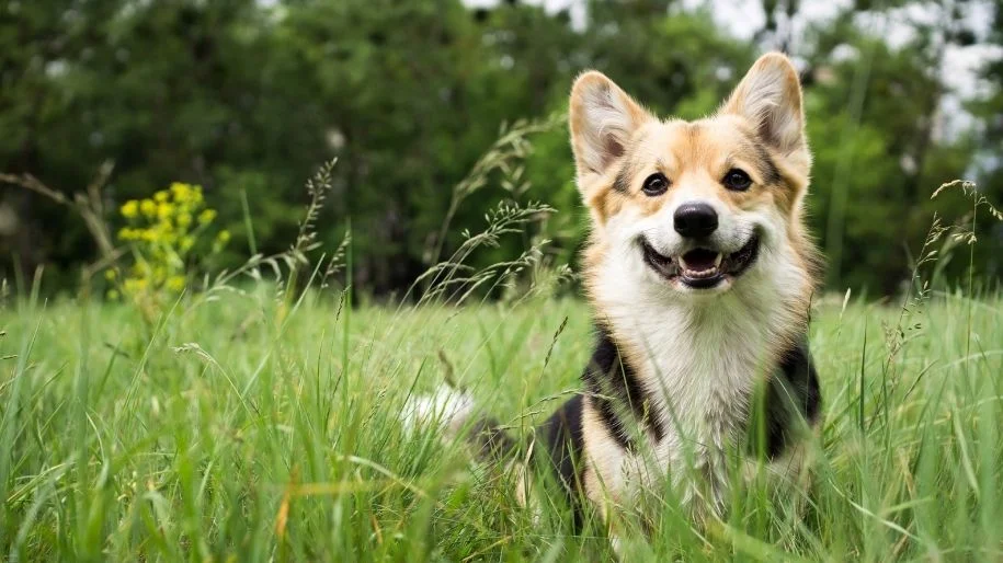 Top 4 Dog Behavior Questions