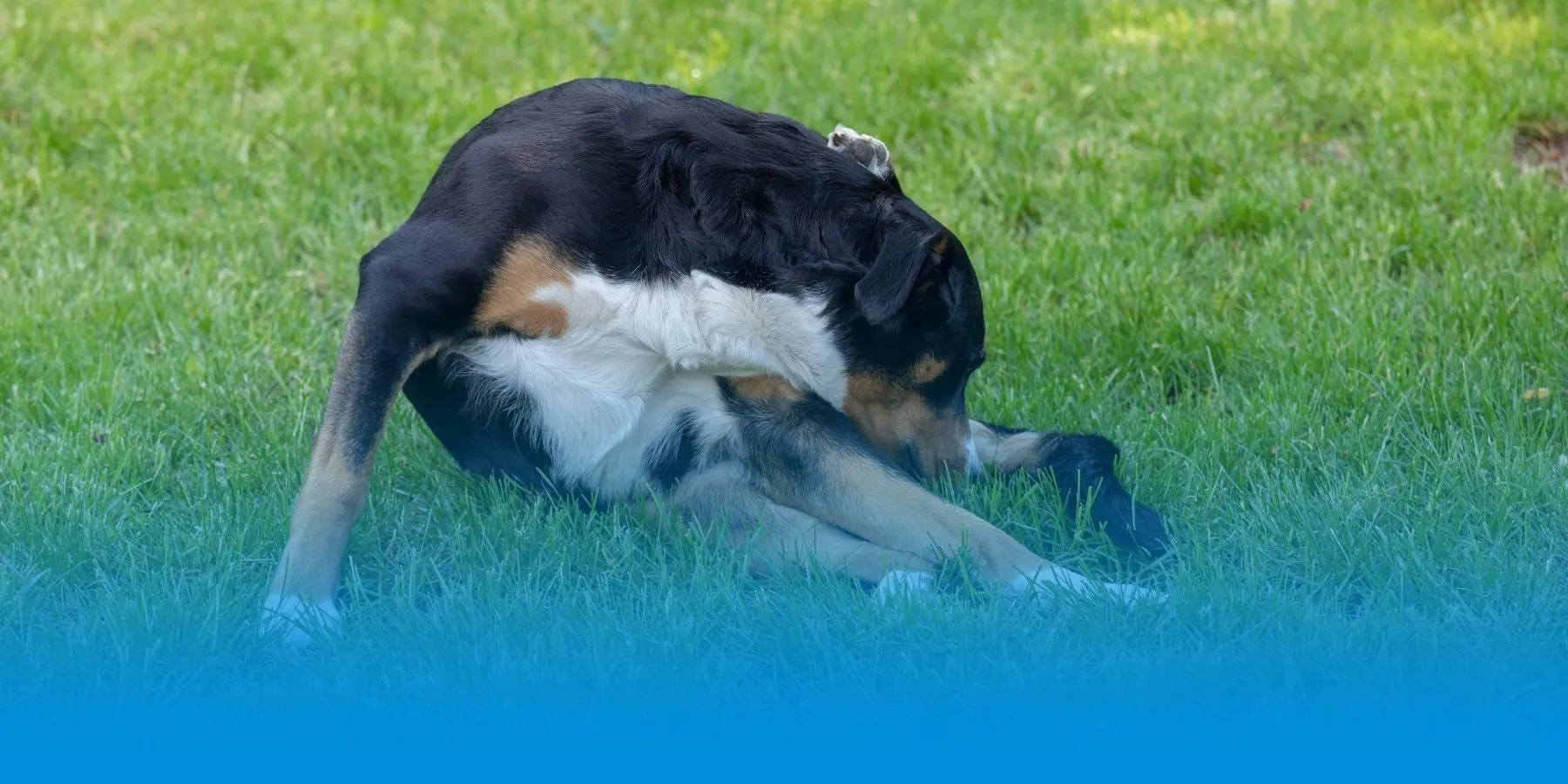 Why Is My Dog Licking His Bottom