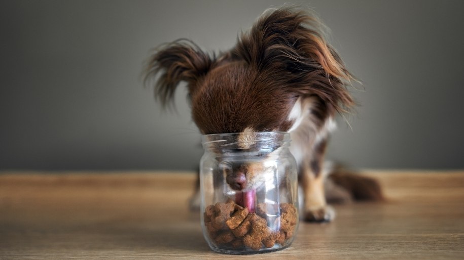 Dog Biscuit Day