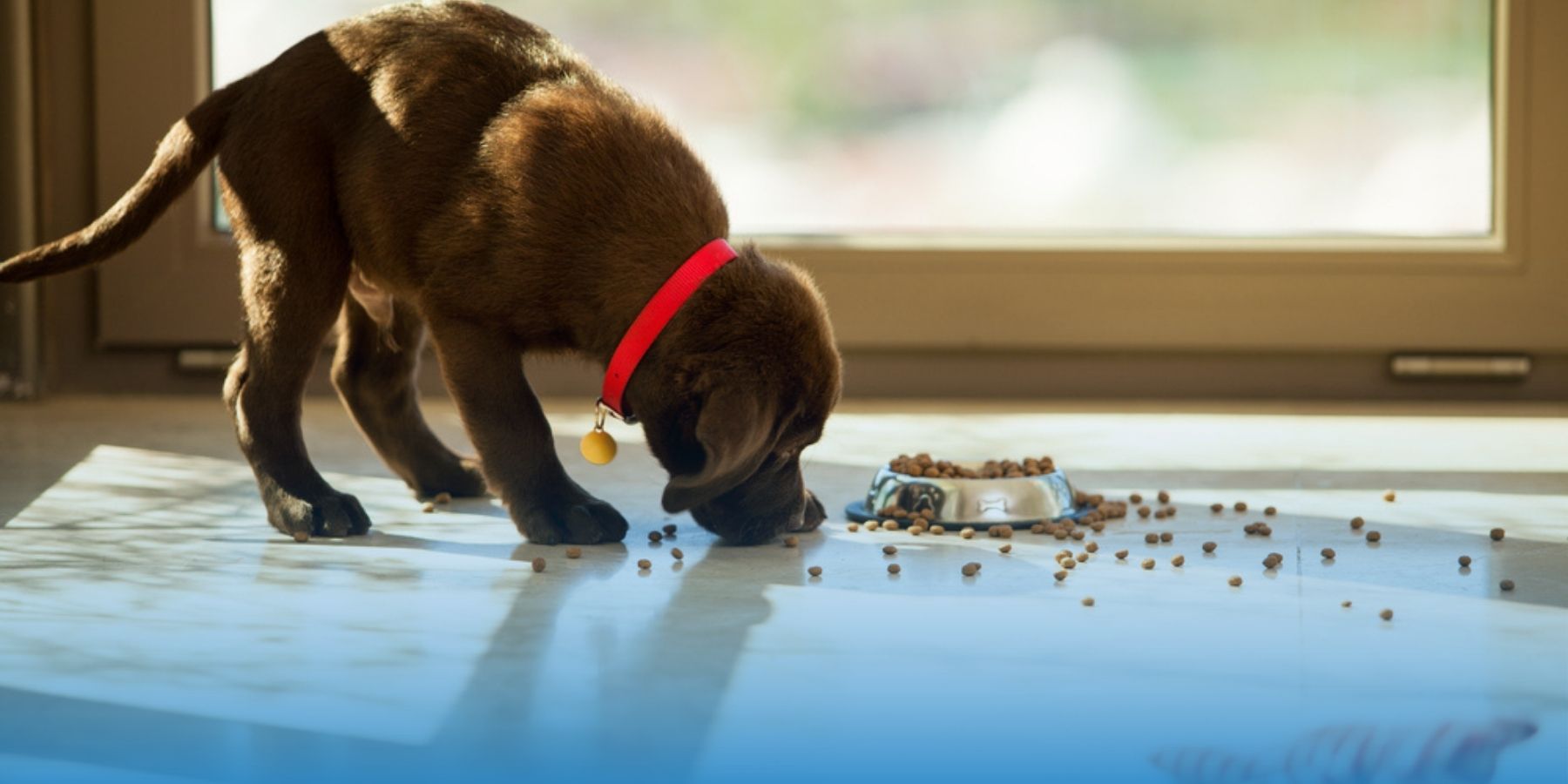 No Pet Store Puppies Day Where to Ethically Adopt a Puppy MetLife