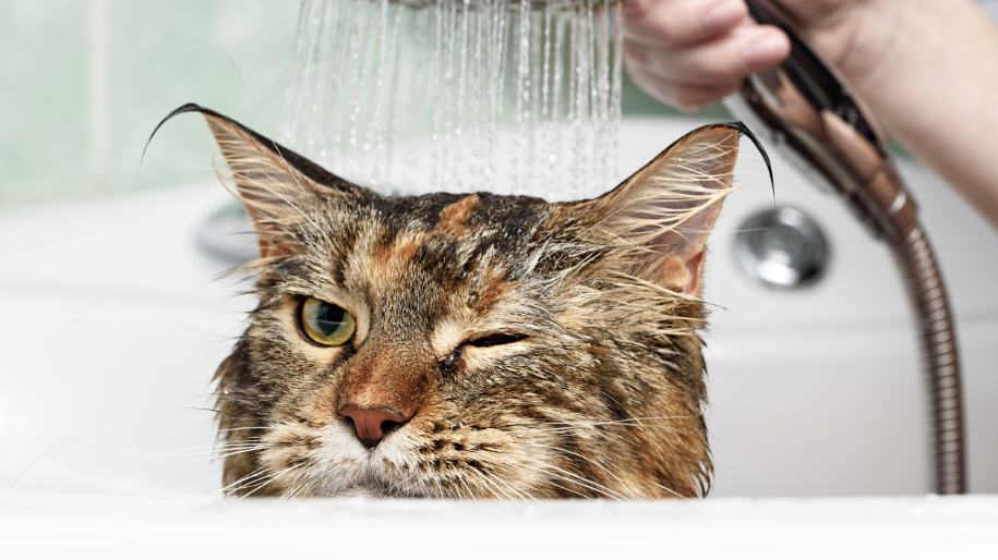 6 Helpful Tips For Grooming Your Cat MetLife Pet Insurance