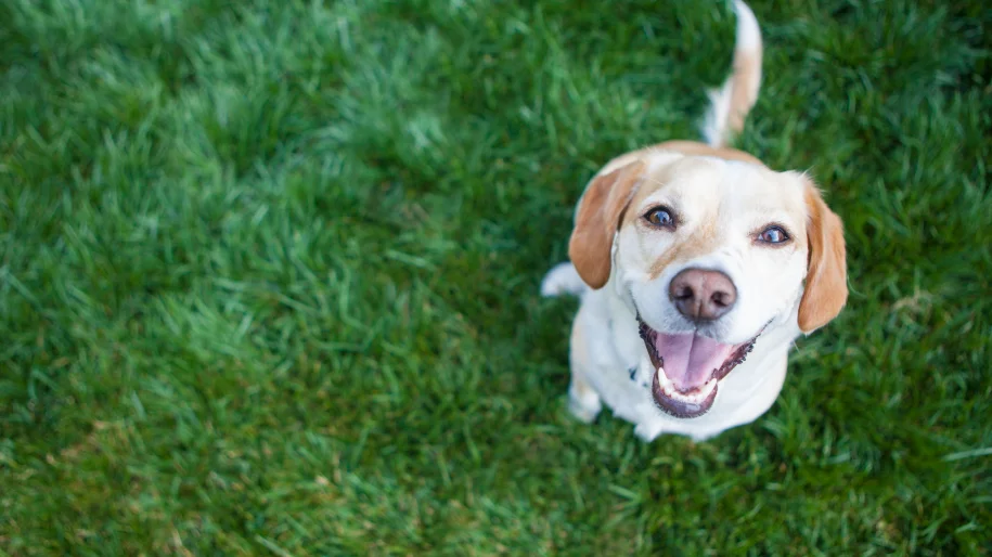 6 Key Aspects of Responsible Pet Ownership  - MetLife Pet Insurance 