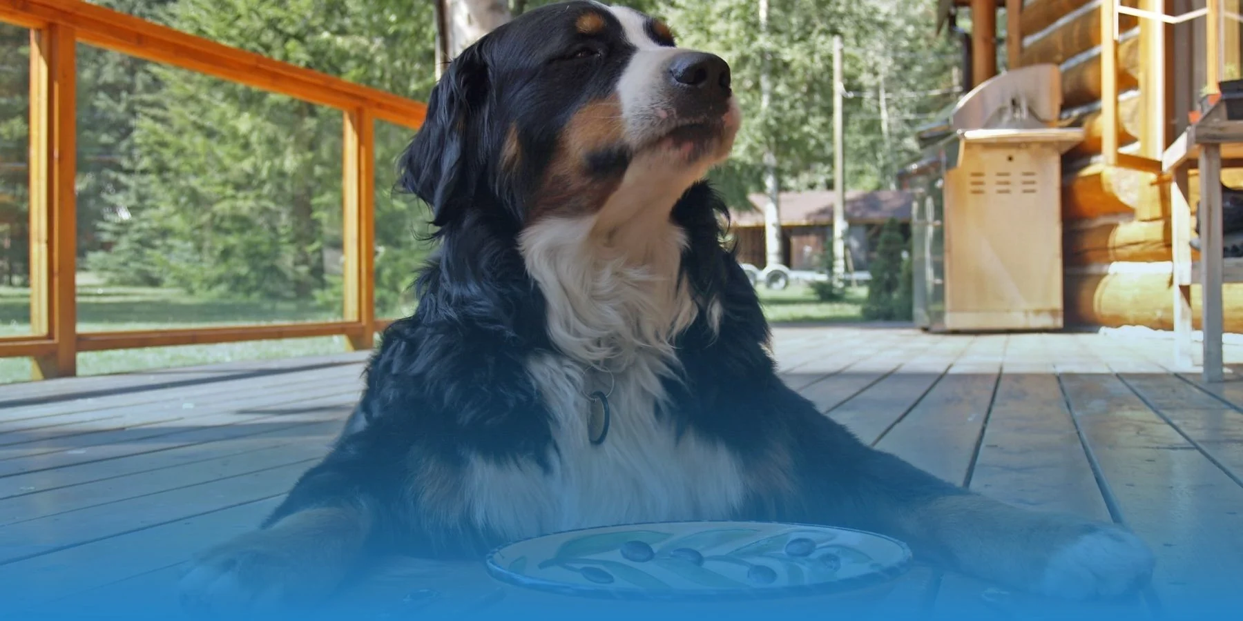 7 Foods to Cook For Your Dog