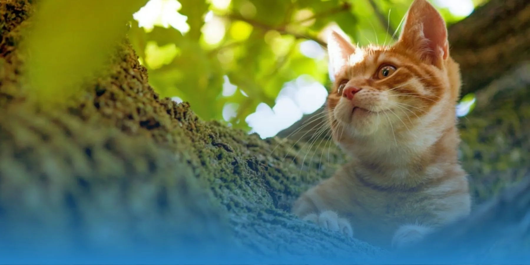 What to Do With Feral Cats In Your Neighborhood - MetLife Pet Insurance 