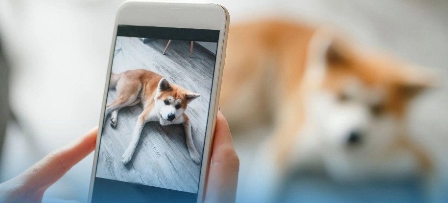 Why You Should Always Have A Recent Photo of Your Pet - MetLife Pet Insurance 