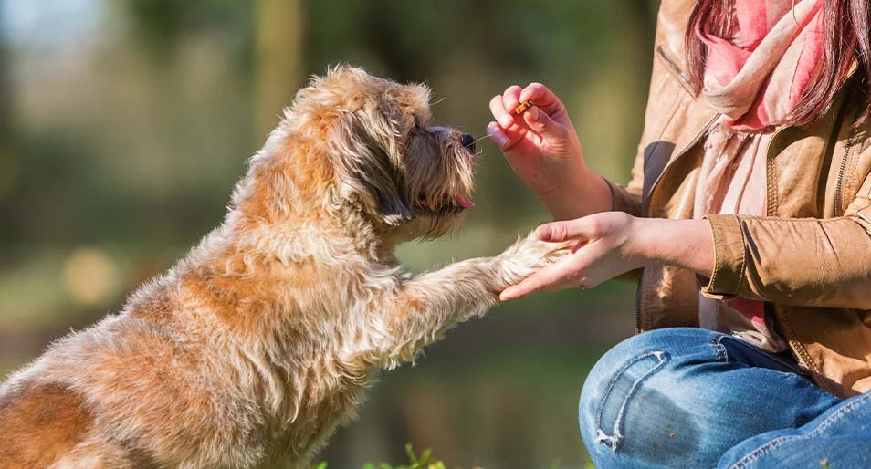 A small, brown dog eating a treat from their owner’s hand.