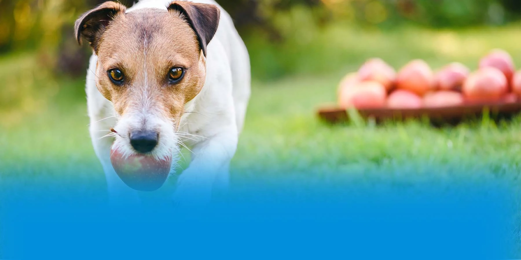 Can Dogs Eat Apples? What You Need to Know | MetLife Pet Insurance Can Dogs Eat Apples? What You Need to Know | MetLife Pet Insurance