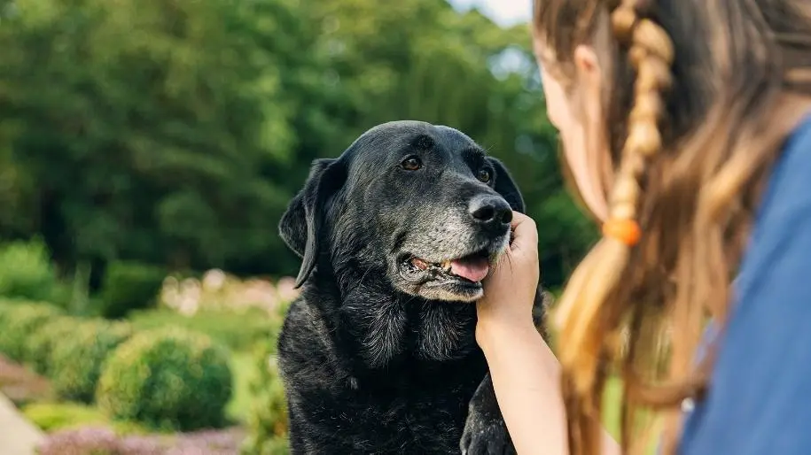 ​Caring for Senior Dogs 101 