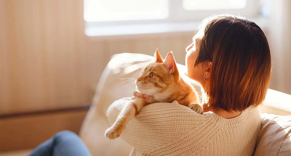 A cute orange tabby cat laying on an Asian woman’s shoulder. 