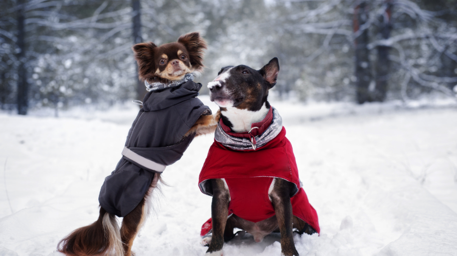 Does my Dog Need a Winter Coat? MetLife Pet Insurance