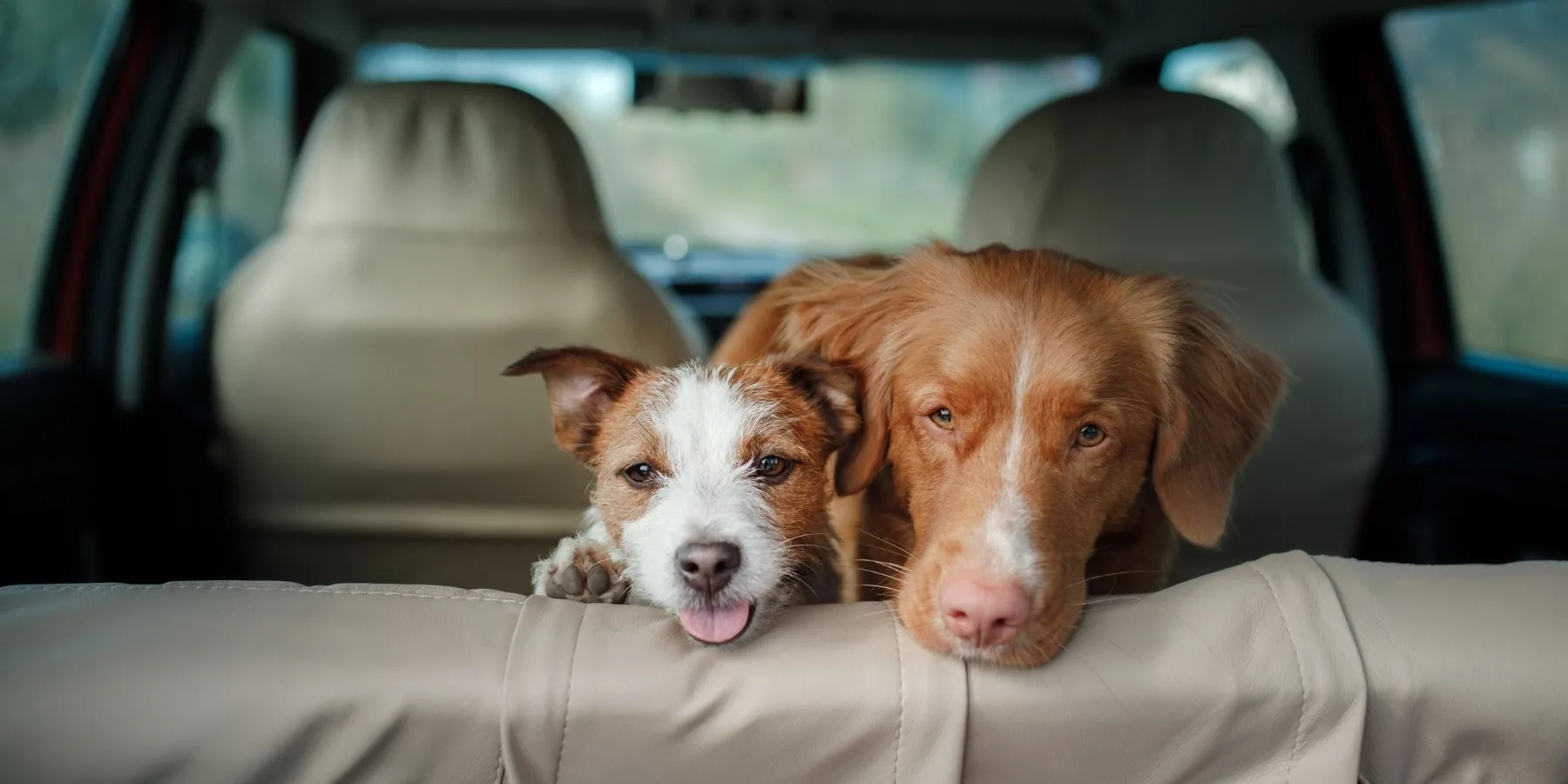 What to do If you See a Dog in a Hot Car