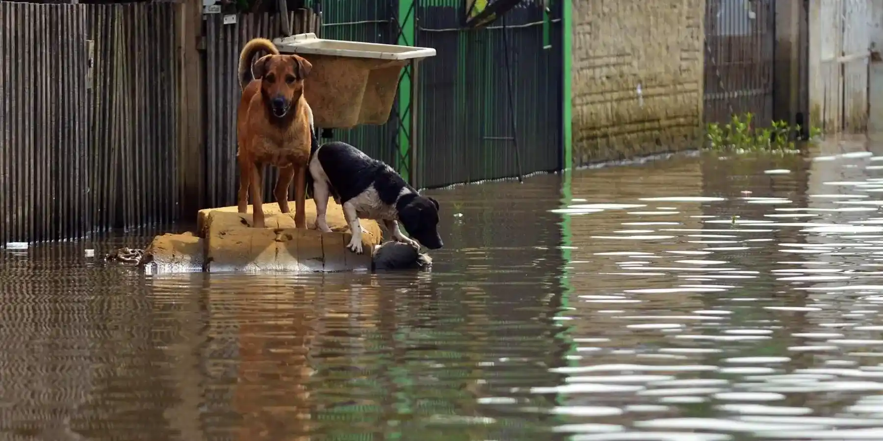 Emergency Preparedness Should Include Your Pets