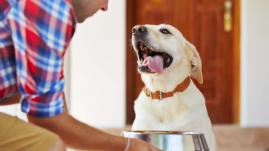 A labrador retriever waits for their food dish. 