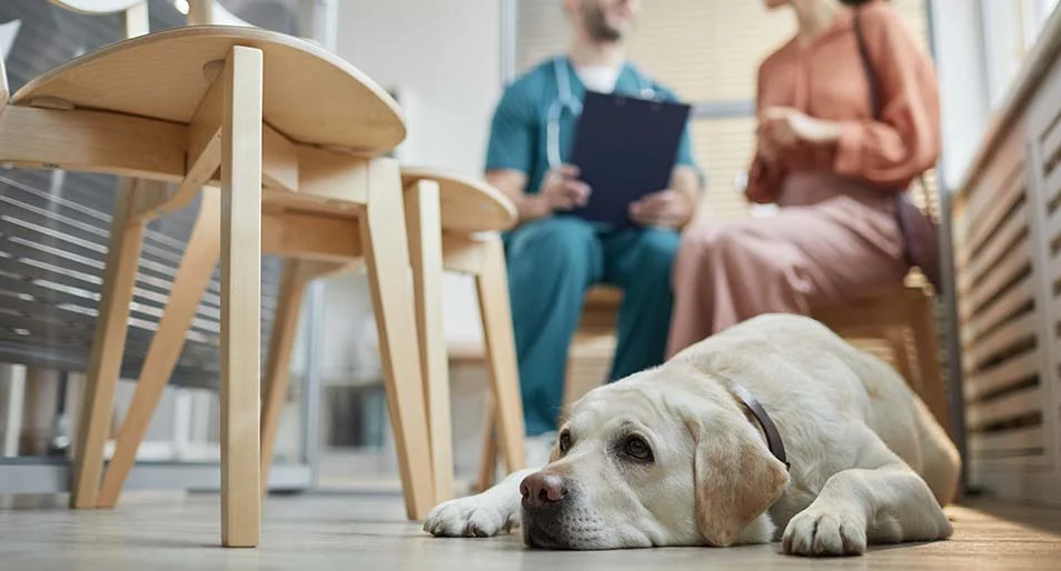 A white Labrador Retriever laying down while her owner and vet talk behind her.