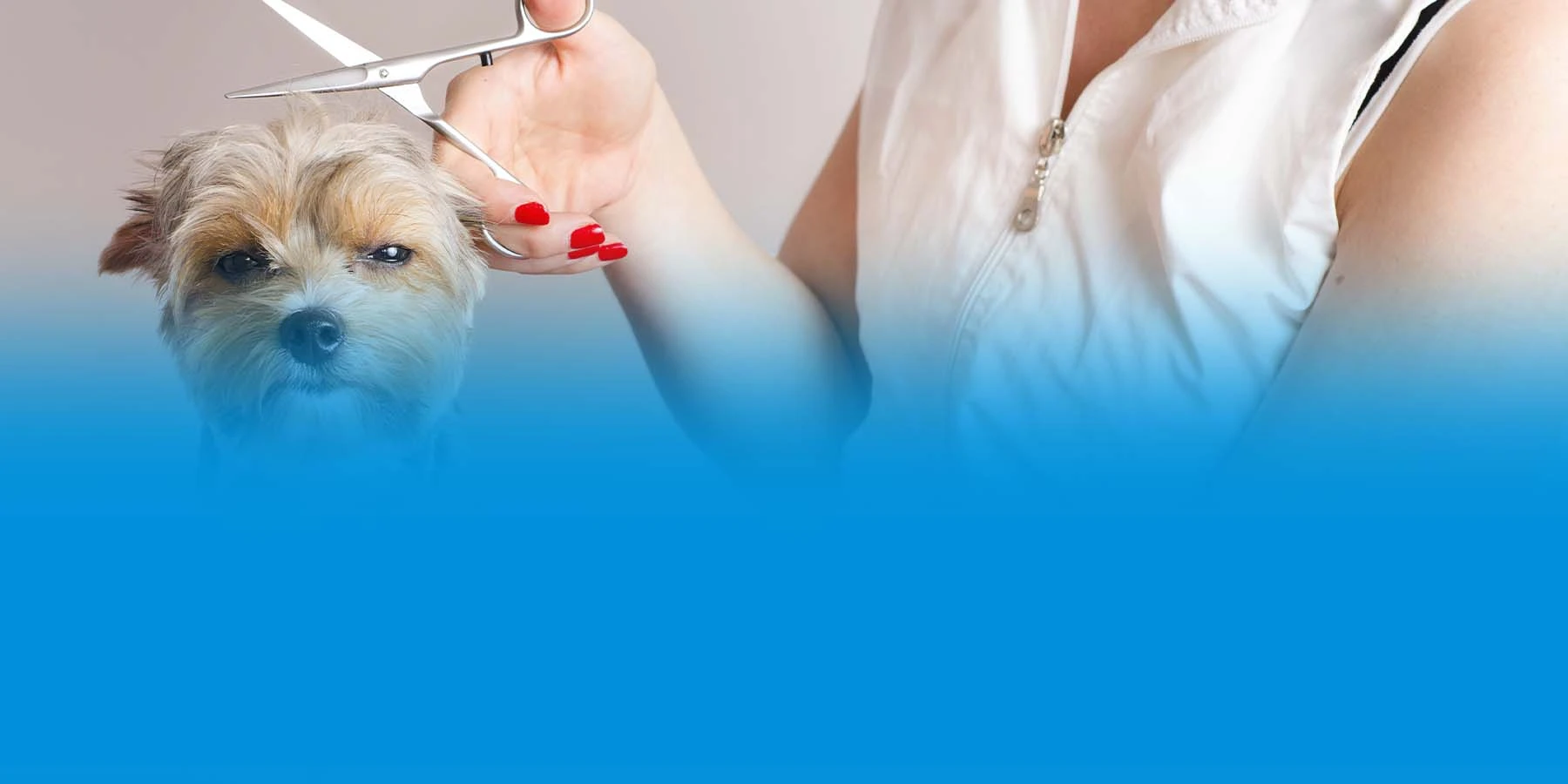 A woman in a white sleeveless shirt uses scissors to trim the fur of an unenthused Yorkshire Terrier. 