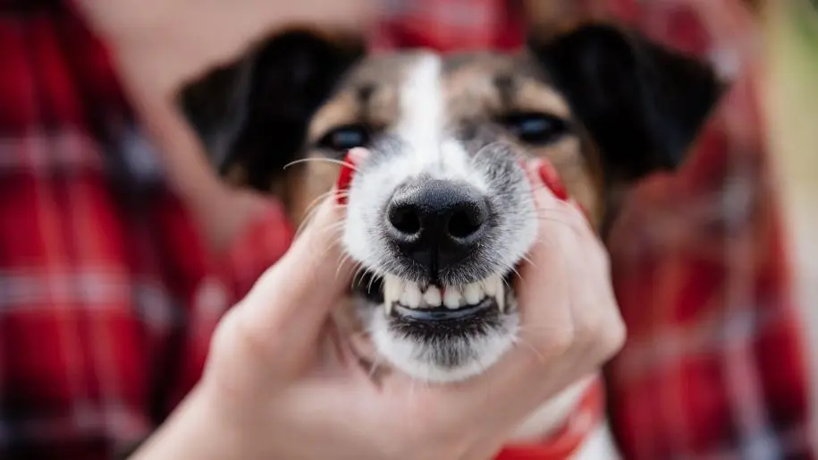 Four Tips For Maintaining Your Pet's Dental Health